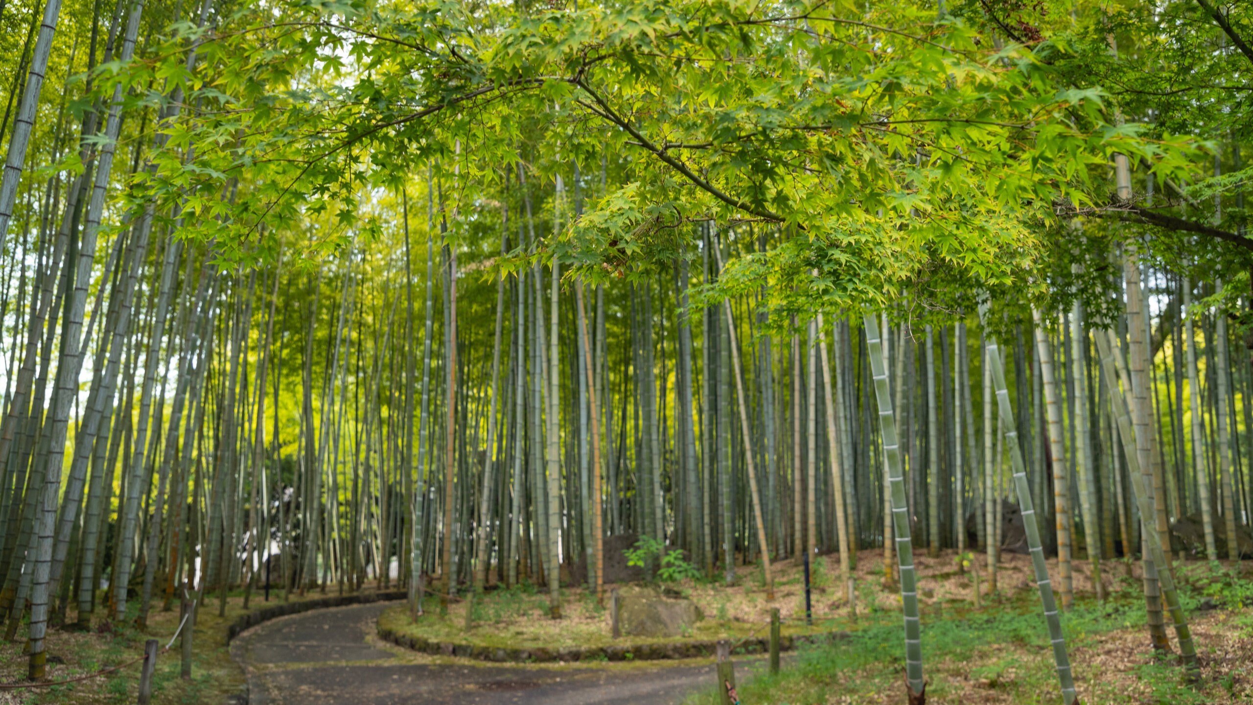 🌳 벳푸 공원(벳푸 코엔) 이미지 4